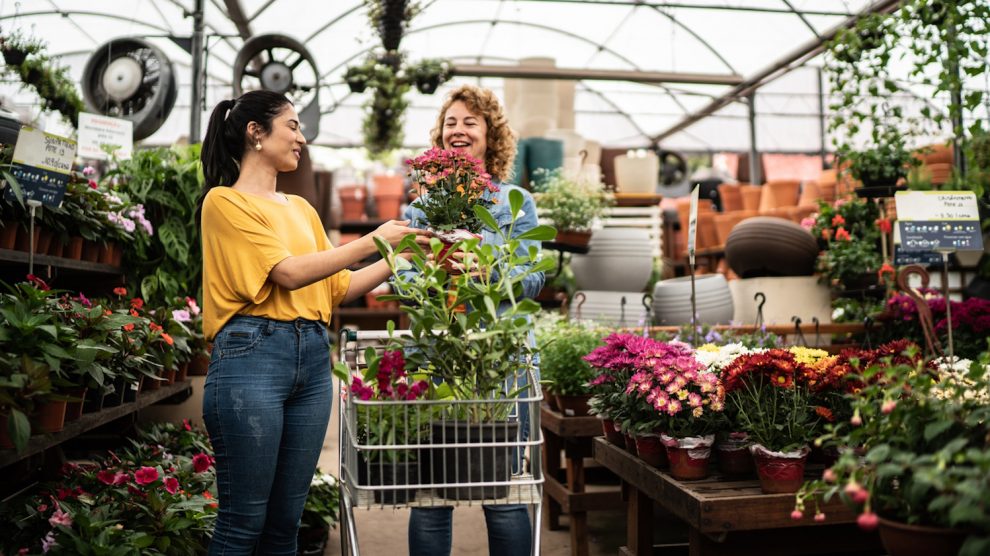 csajok szobanövényeket vásárolnak a kertészetben