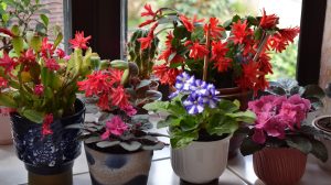 ciklámen karácsonyi kaktusz mikulásvirág és fokföldi ibolya az ablakban