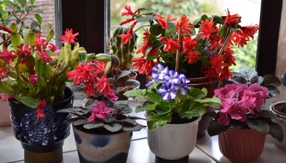ciklámen karácsonyi kaktusz mikulásvirág és fokföldi ibolya az ablakban