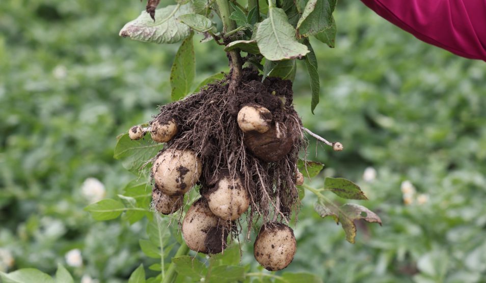 Burgonyatermesztés