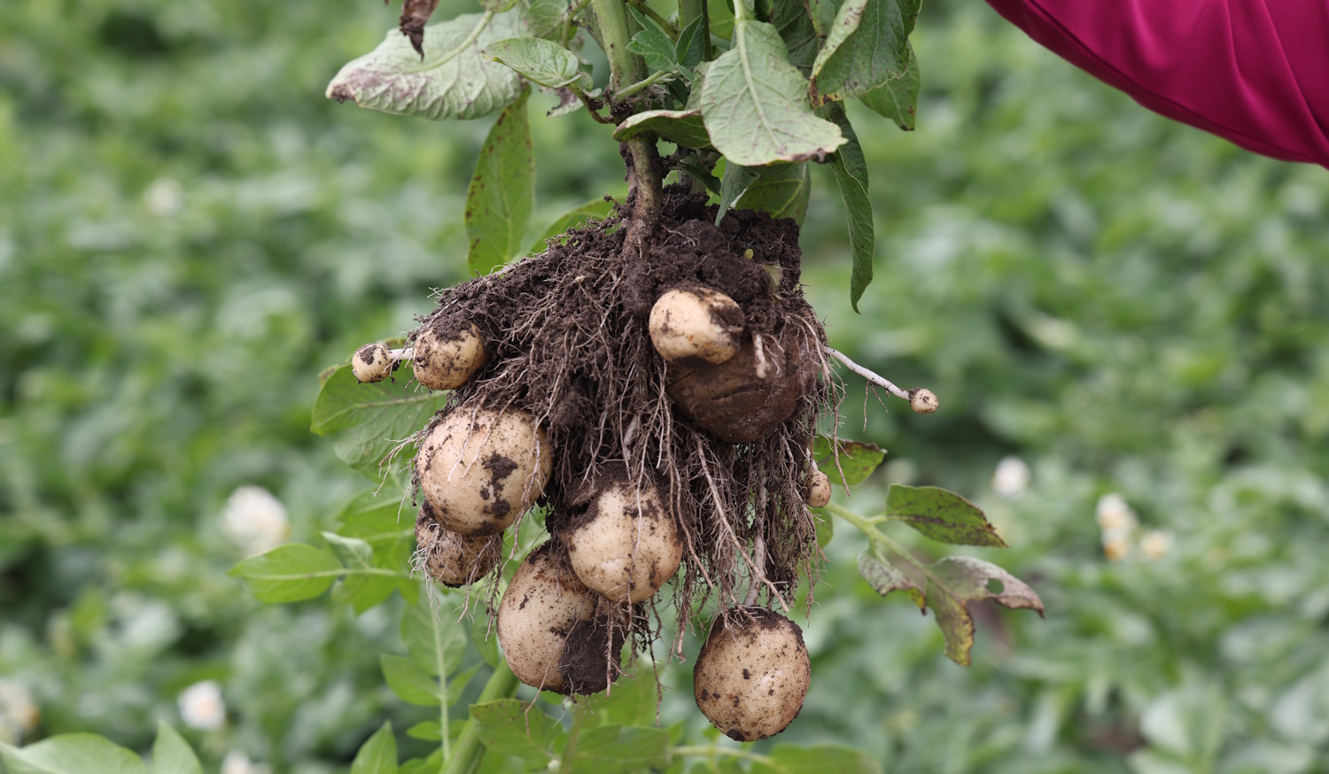 Burgonyatermesztés