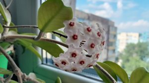 szívlevelű viaszvirág hoya gondozása