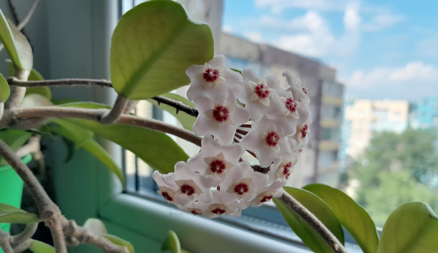 szívlevelű viaszvirág hoya gondozása