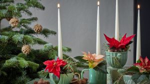 adventi koszorú mikulásvirág díszel