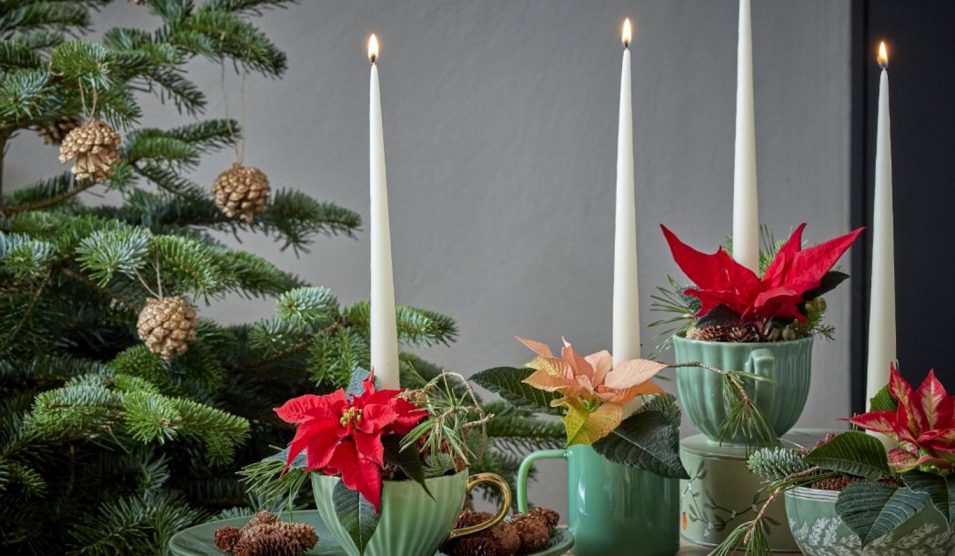 adventi koszorú mikulásvirág díszel