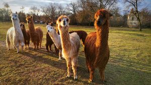 Alpakák a Beliczey majorban