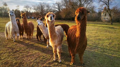 Alpakák a Beliczey majorban