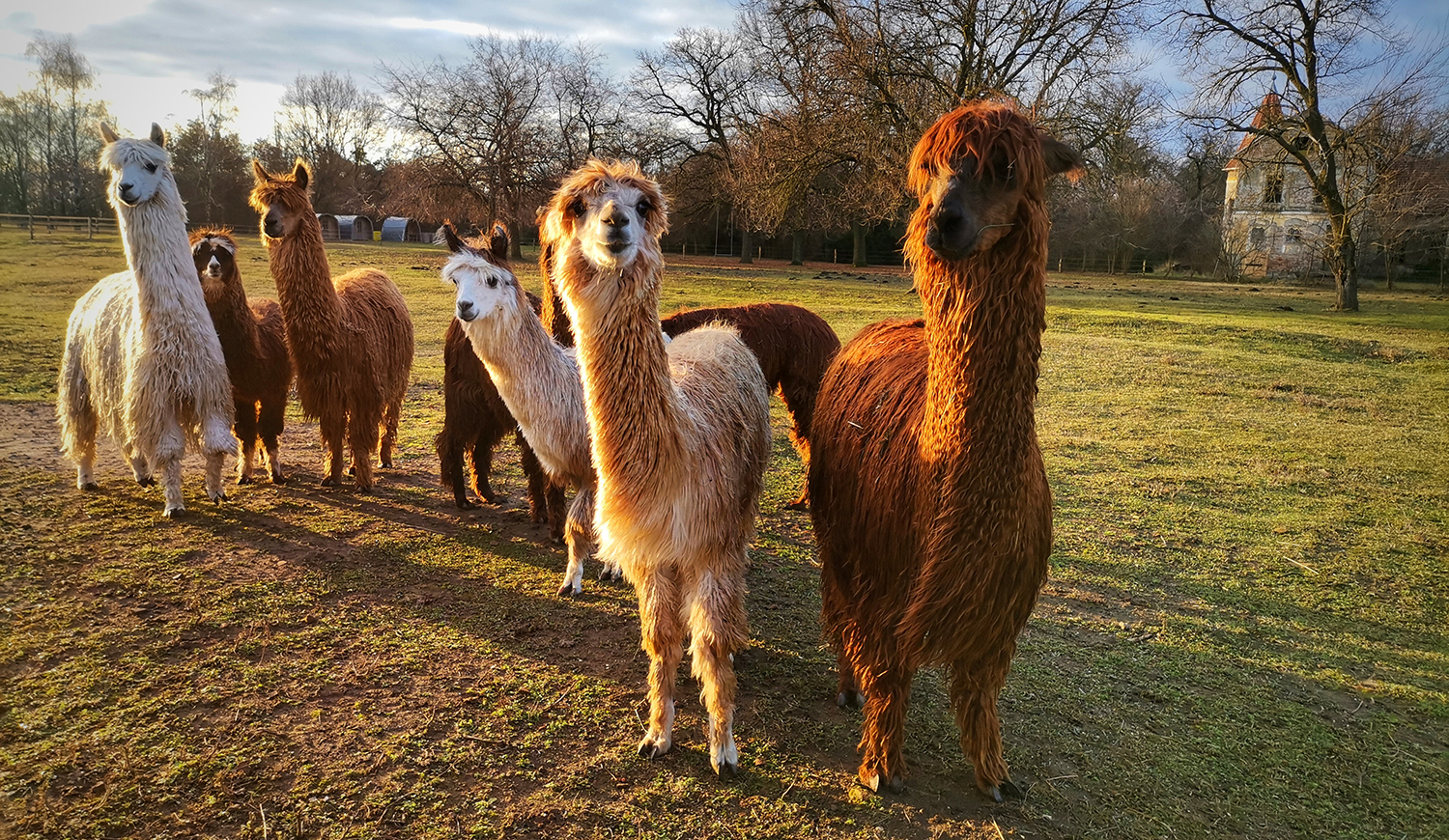Alpakák a Beliczey majorban