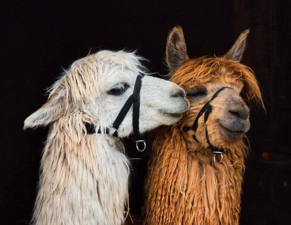 Alpakák a Beliczey majorban