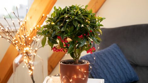 ardisia csúcsvirág karácsonyi dekoráció