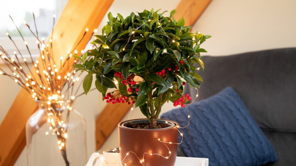 ardisia csúcsvirág karácsonyi dekoráció
