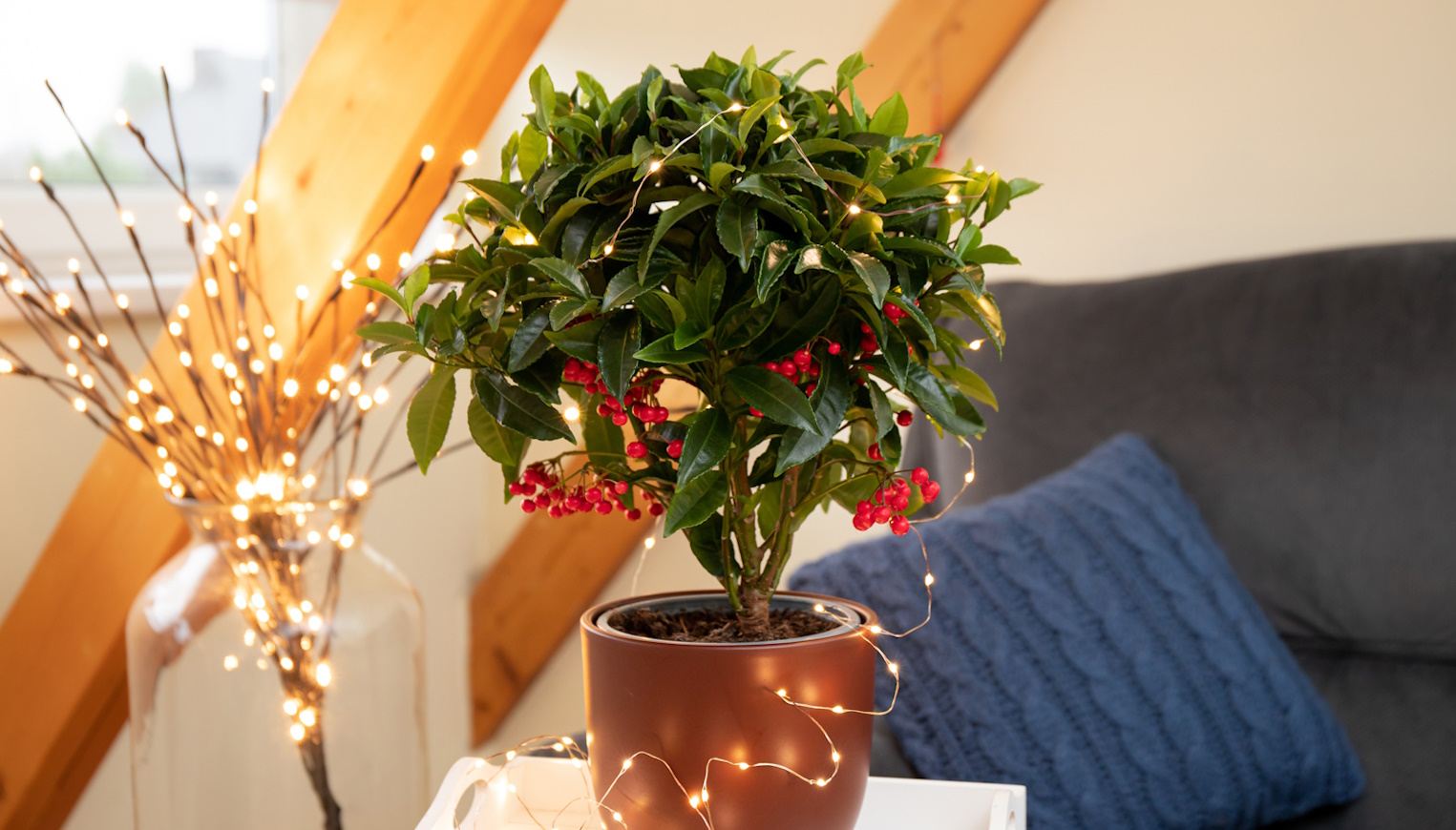 ardisia csúcsvirág karácsonyi dekoráció