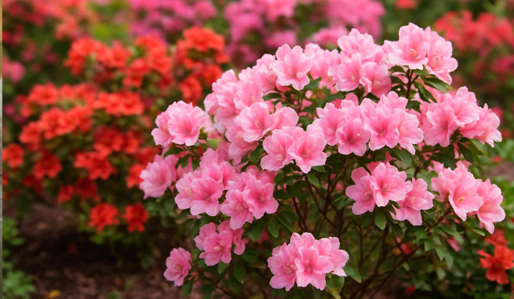 színes azálea bokrok a kertben