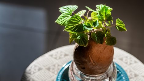 batáta édesburgonya üvegben csírázik