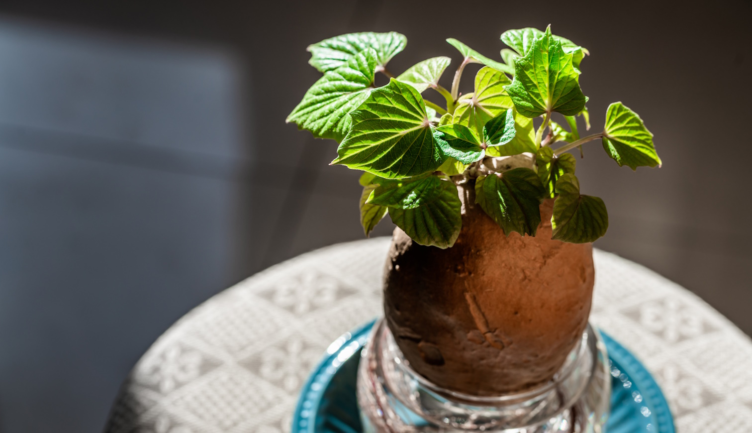 batáta édesburgonya üvegben csírázik