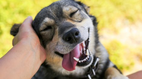 Egy kuyta, akit simogatnak