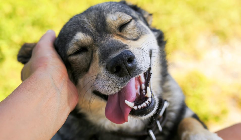 Egy kuyta, akit simogatnak