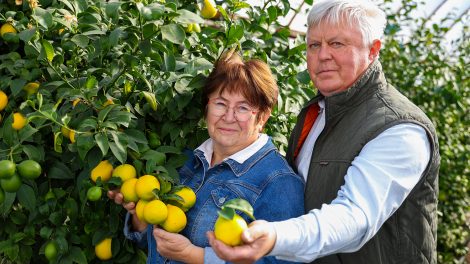 Magyar citromfarm - Szőrösné Kisjuhász Éva és férje