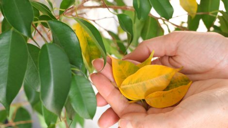 novemberben sárgulnak a fikusz levelei