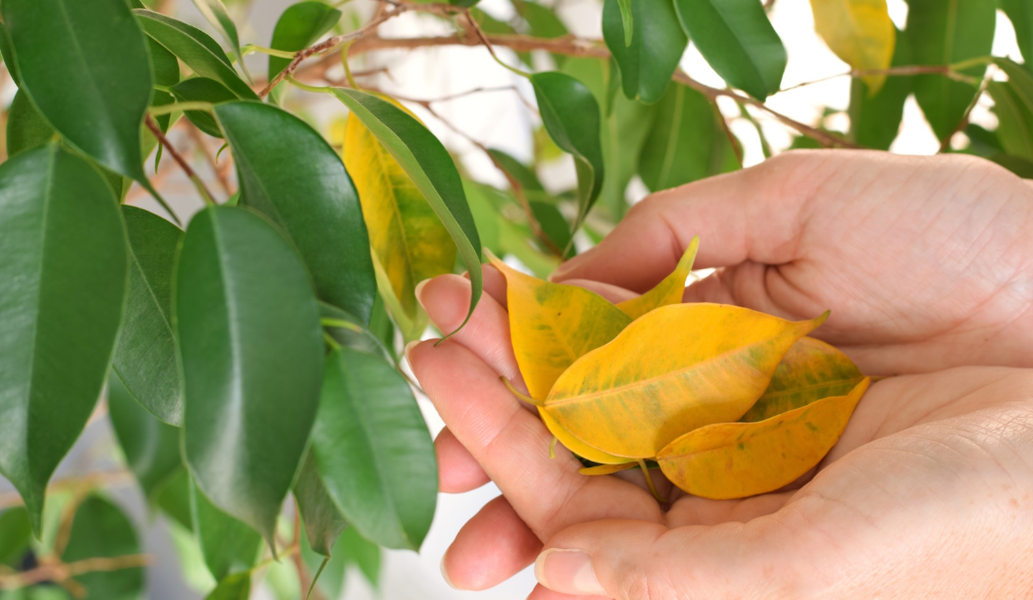 novemberben sárgulnak a fikusz levelei
