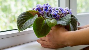 kék fokföldi ibolya az ablakban