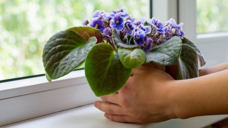 kék fokföldi ibolya az ablakban