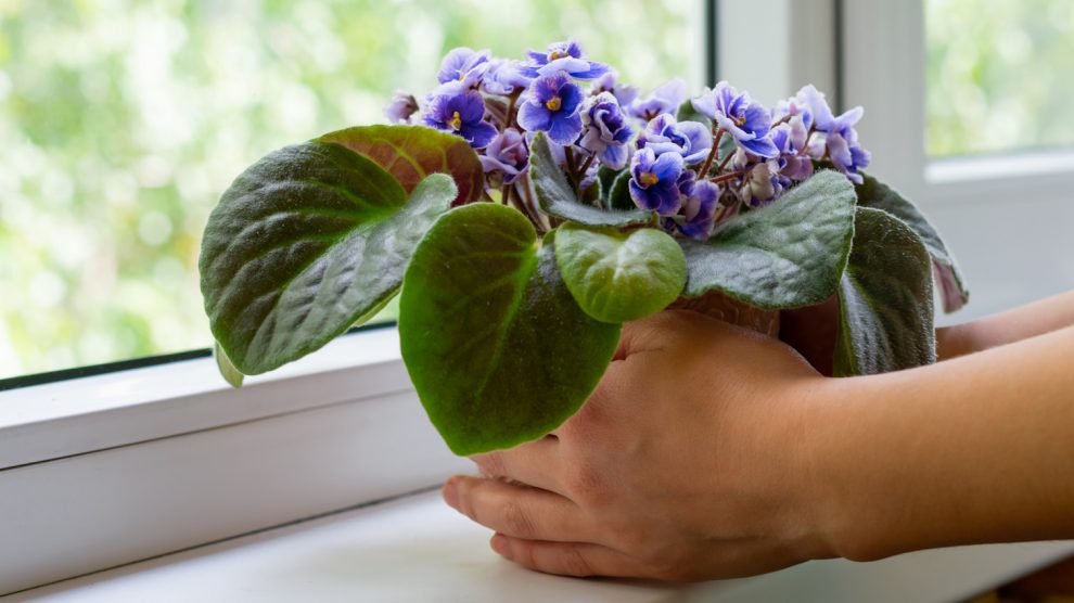 kék fokföldi ibolya az ablakban