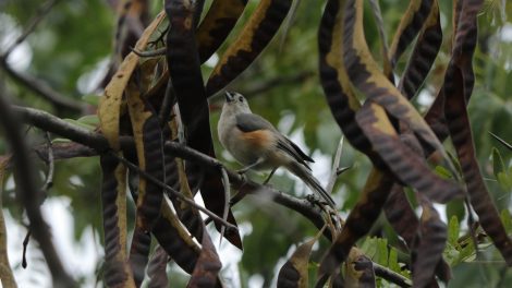 gledícsia termése köhögés elleni szirupnak