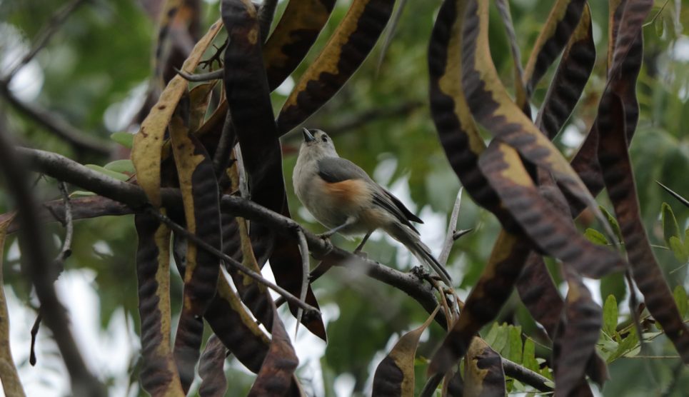 gledícsia termése köhögés elleni szirupnak