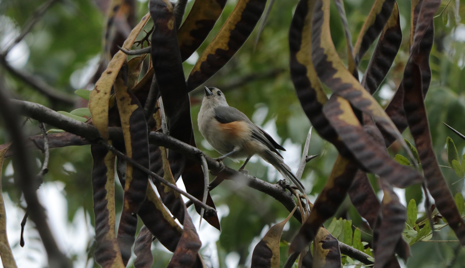 gledícsia termése köhögés elleni szirupnak