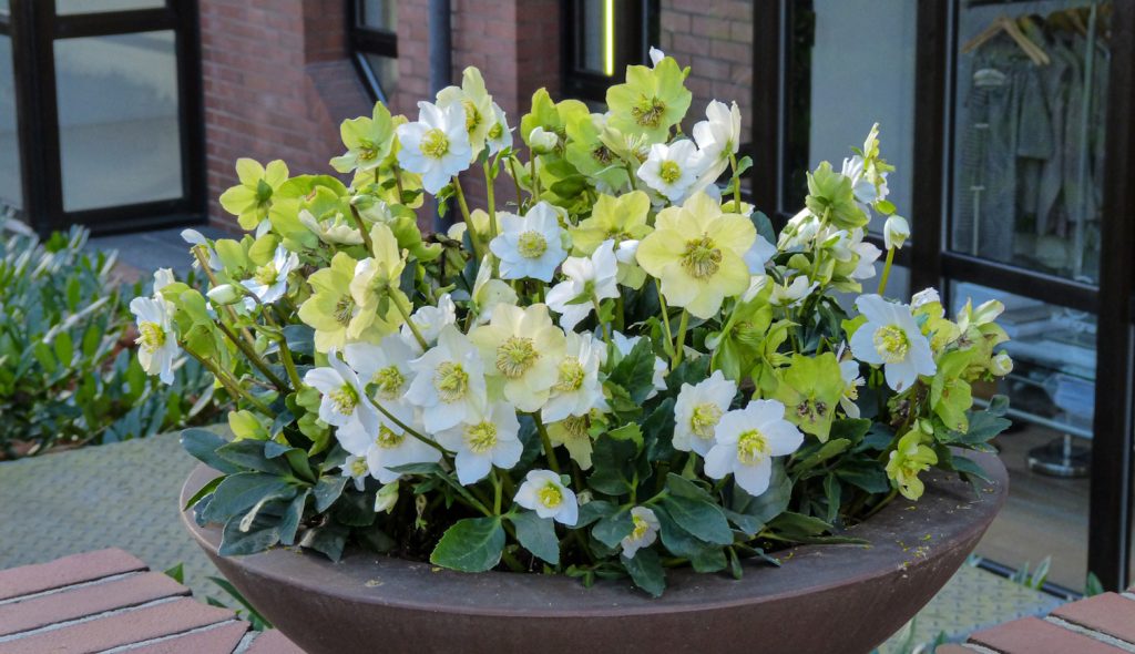 akciós hunyor a lidl-ben a teraszon beültetve