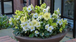 akciós hunyor a lidl-ben a teraszon beültetve