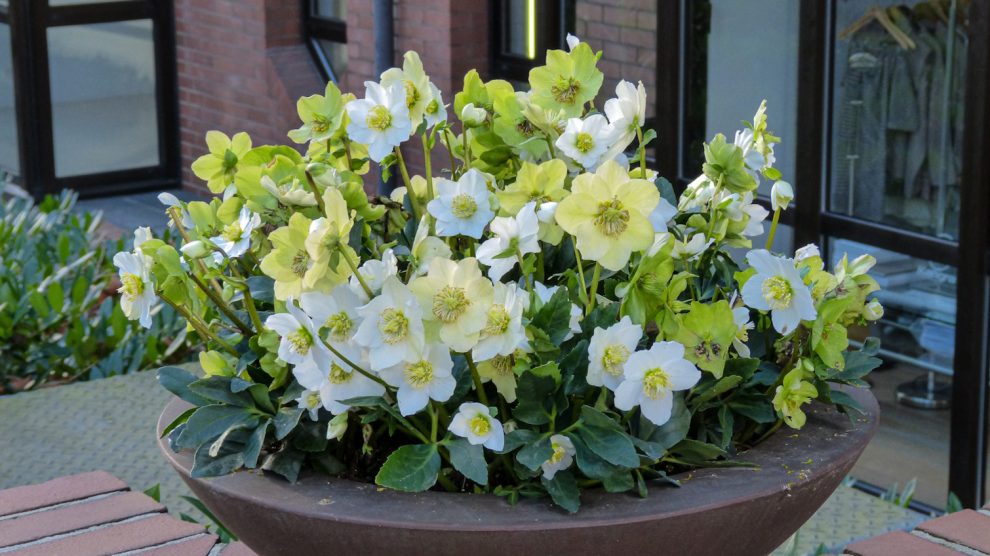 akciós hunyor a lidl-ben a teraszon beültetve