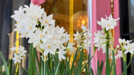 karácsonyi nárcisz