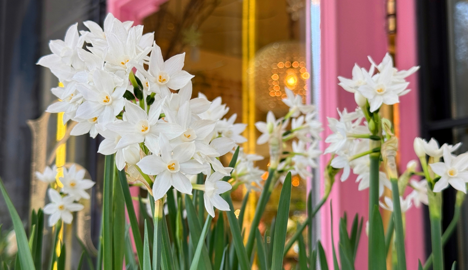 karácsonyi nárcisz