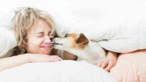 kutya az ágyban arcon nyalja a gazdáját