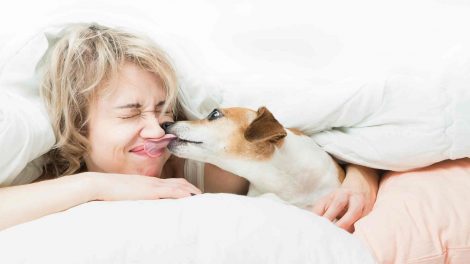 kutya az ágyban arcon nyalja a gazdáját