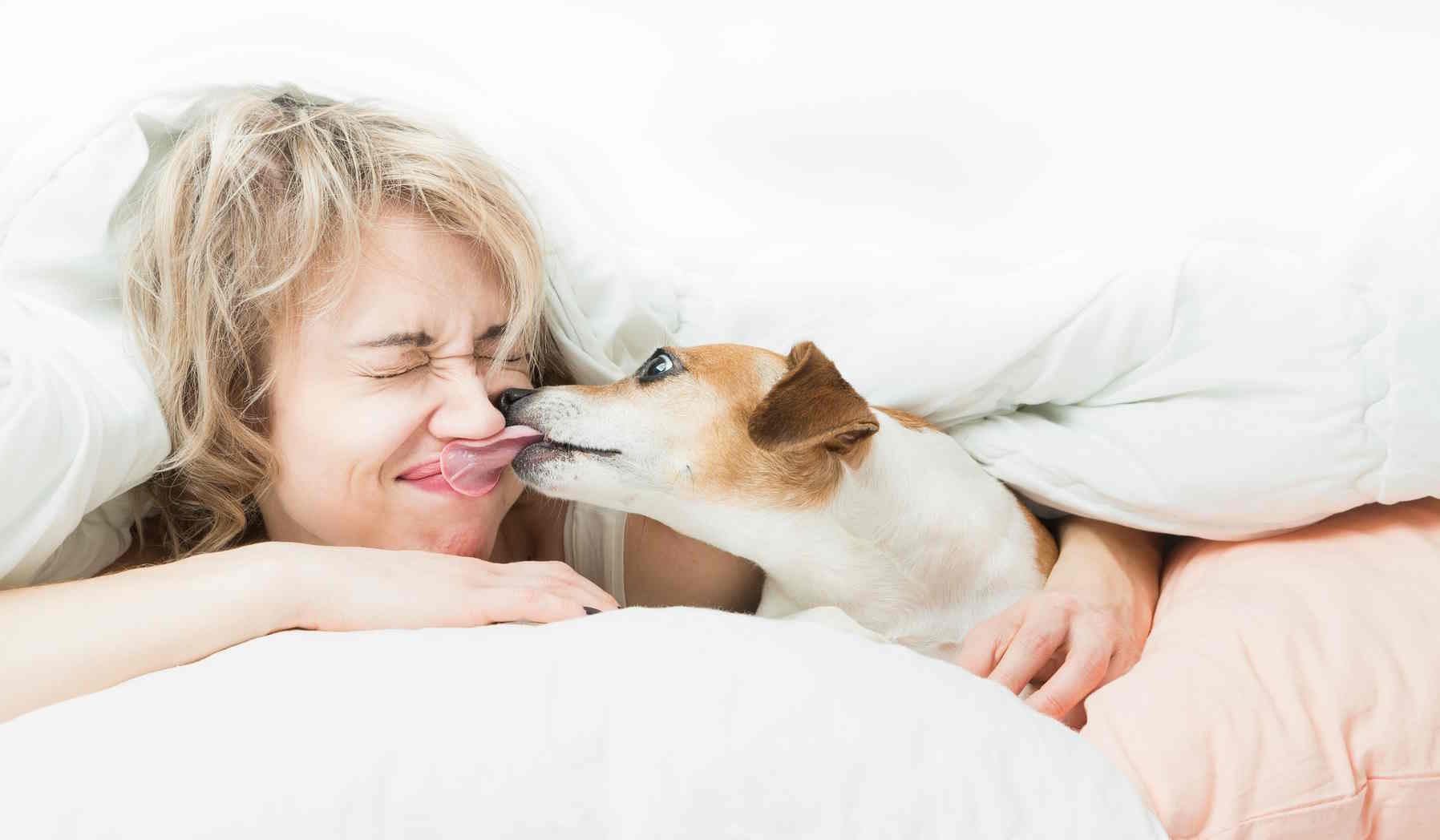 kutya az ágyban arcon nyalja a gazdáját