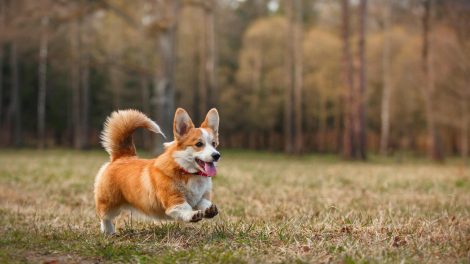 corgi fut az erdőben ősszel