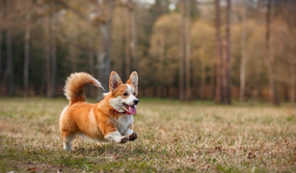 corgi fut az erdőben ősszel