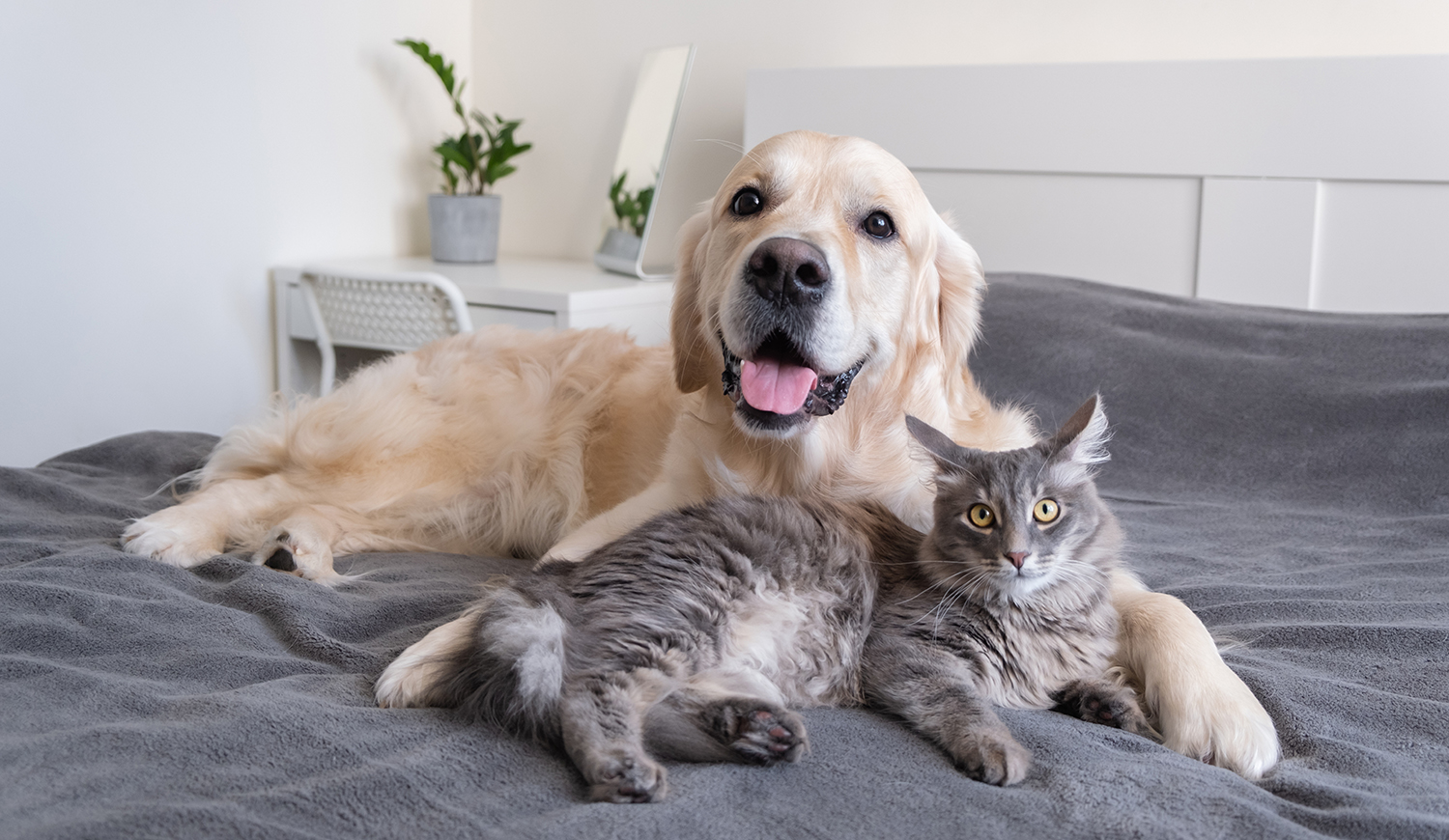 Egy macska és egy kutya fekszenek az ágyon