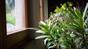 leander teleltetése mennyi vizet kapjon