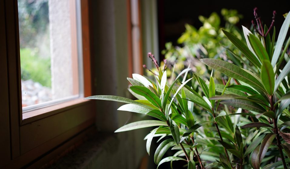 leander teleltetése mennyi vizet kapjon