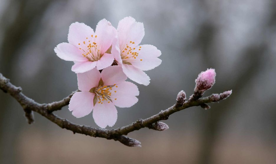 mandulafa ága télen
