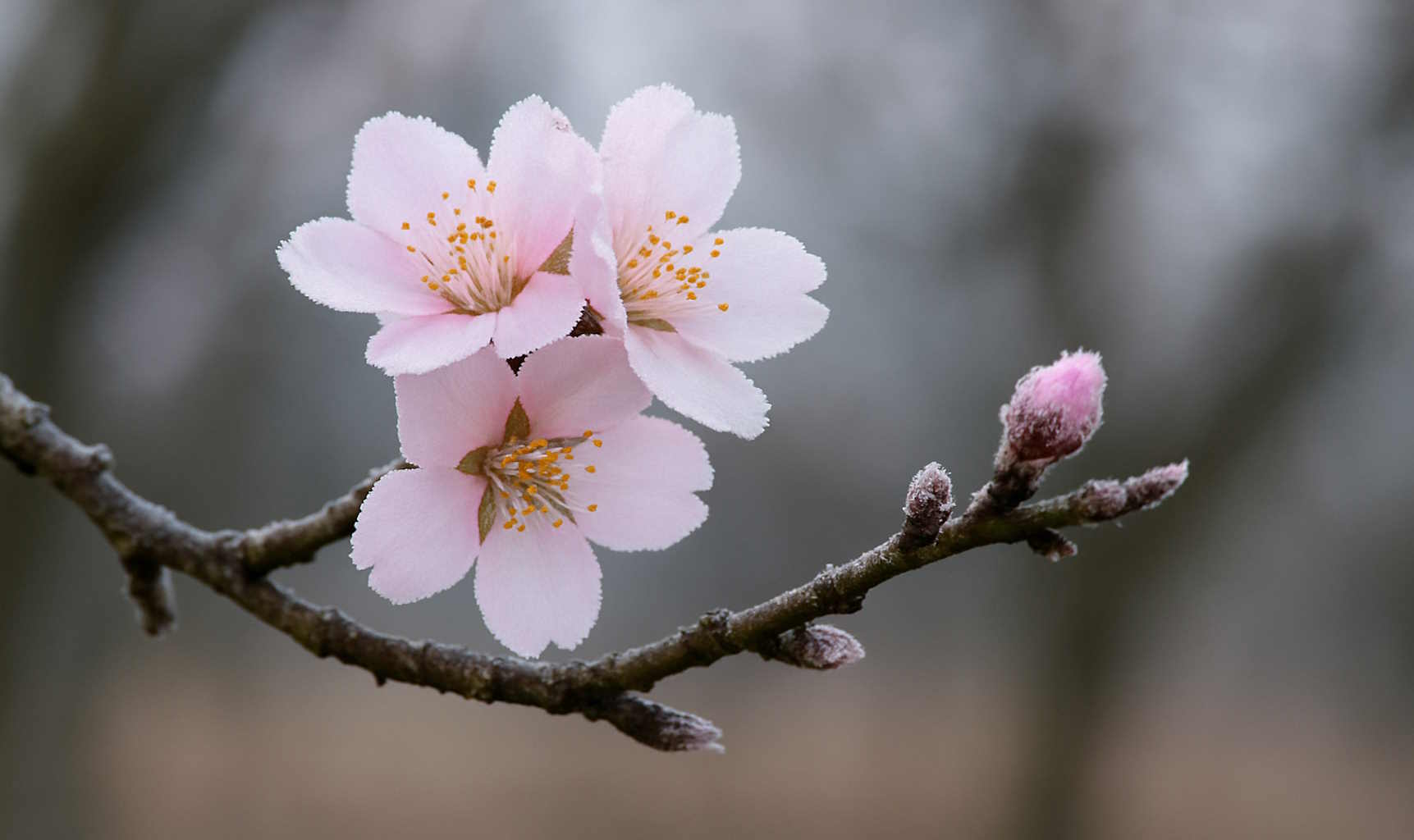 mandulafa ága télen