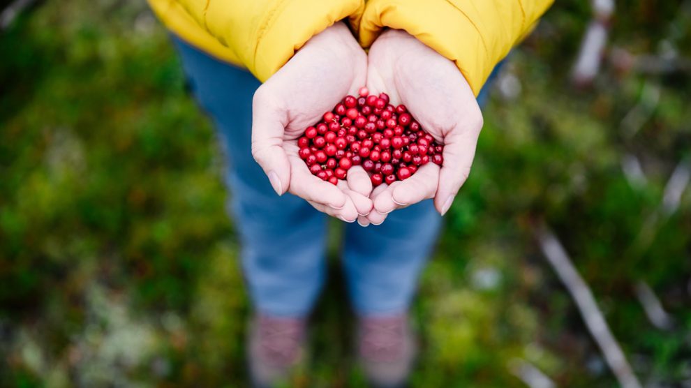piros bogyókk az őszi erdőben