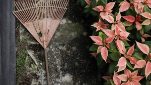 Mikulásvirág gondozása