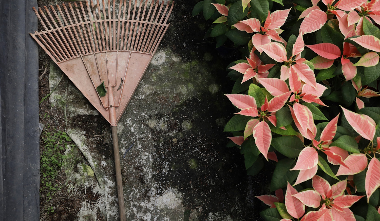 Mikulásvirág gondozása