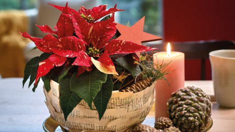 mikulásvirág asztadísz