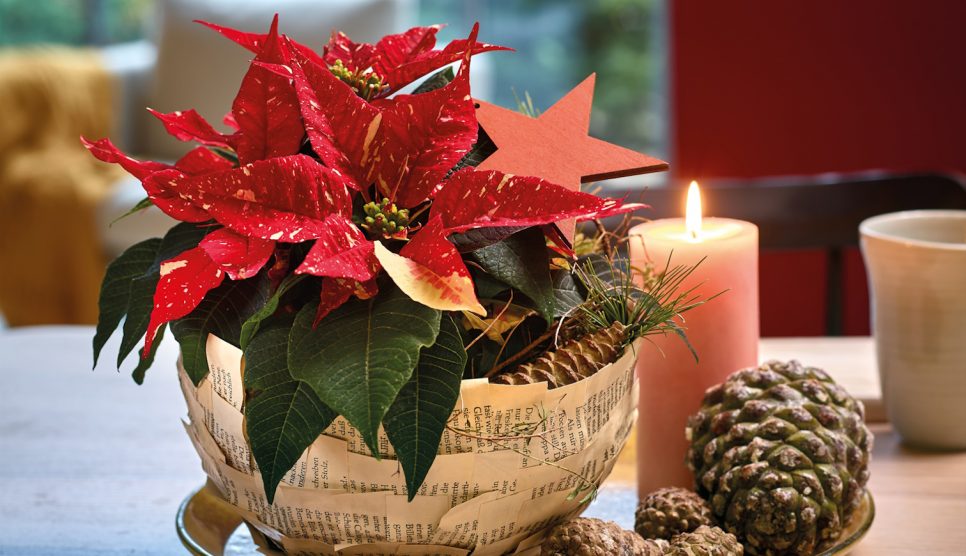 mikulásvirág asztadísz